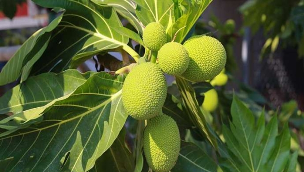 Η Bella Fruitiva βλέπει προοπτικές αρτόκαρπου (breadfruit) στην Ευρώπη